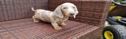 Miniature Dachshund dogs for sale:  Beautiful Mini dachshund   - Advert 17