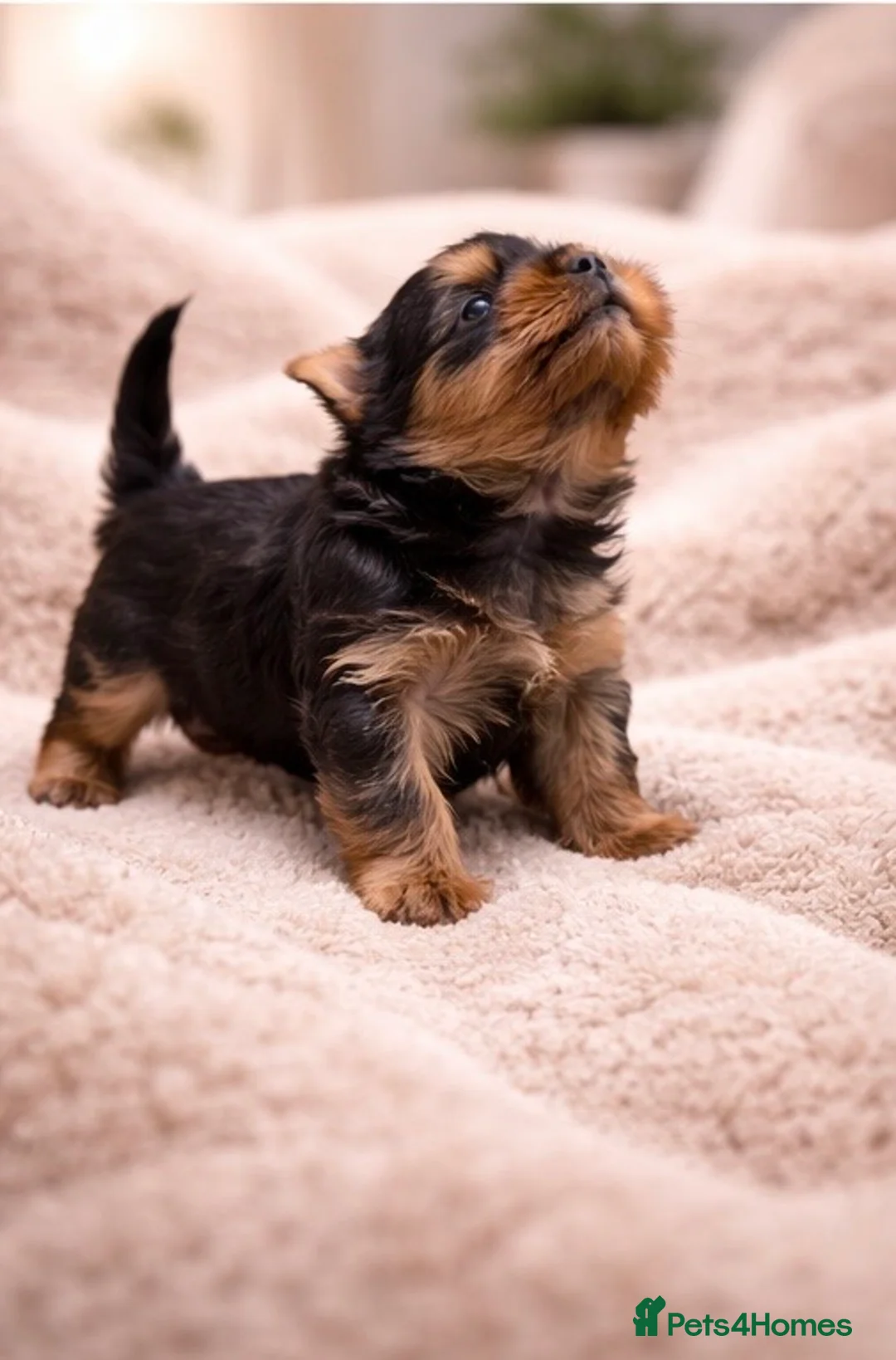 Yorkshire Terrier dogs for sale: YORKIE PUPPIES - Advert 6