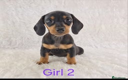 Miniature Dachshund dogs for sale: Beautiful Miniature Dachshund Puppies  - Image 13