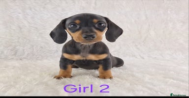 Miniature Dachshund dogs - Advert 6