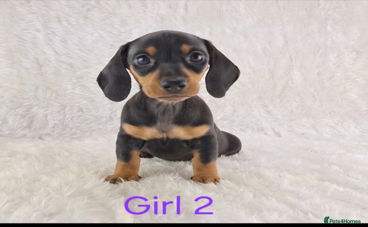 Miniature Dachshund dogs - Advert 11