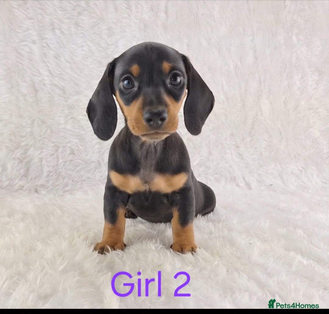 Miniature Dachshund dogs for sale: Beautiful Miniature Dachshund Puppies  - Image 13