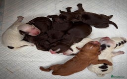Cocker Spaniel dogs for sale: Last Working Cocker Girl - Fully Vaccinated  - Image 4