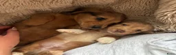 Miniature Dachshund dogs for sale: miniature long hair dachshund  in Inverurie - Advert 4