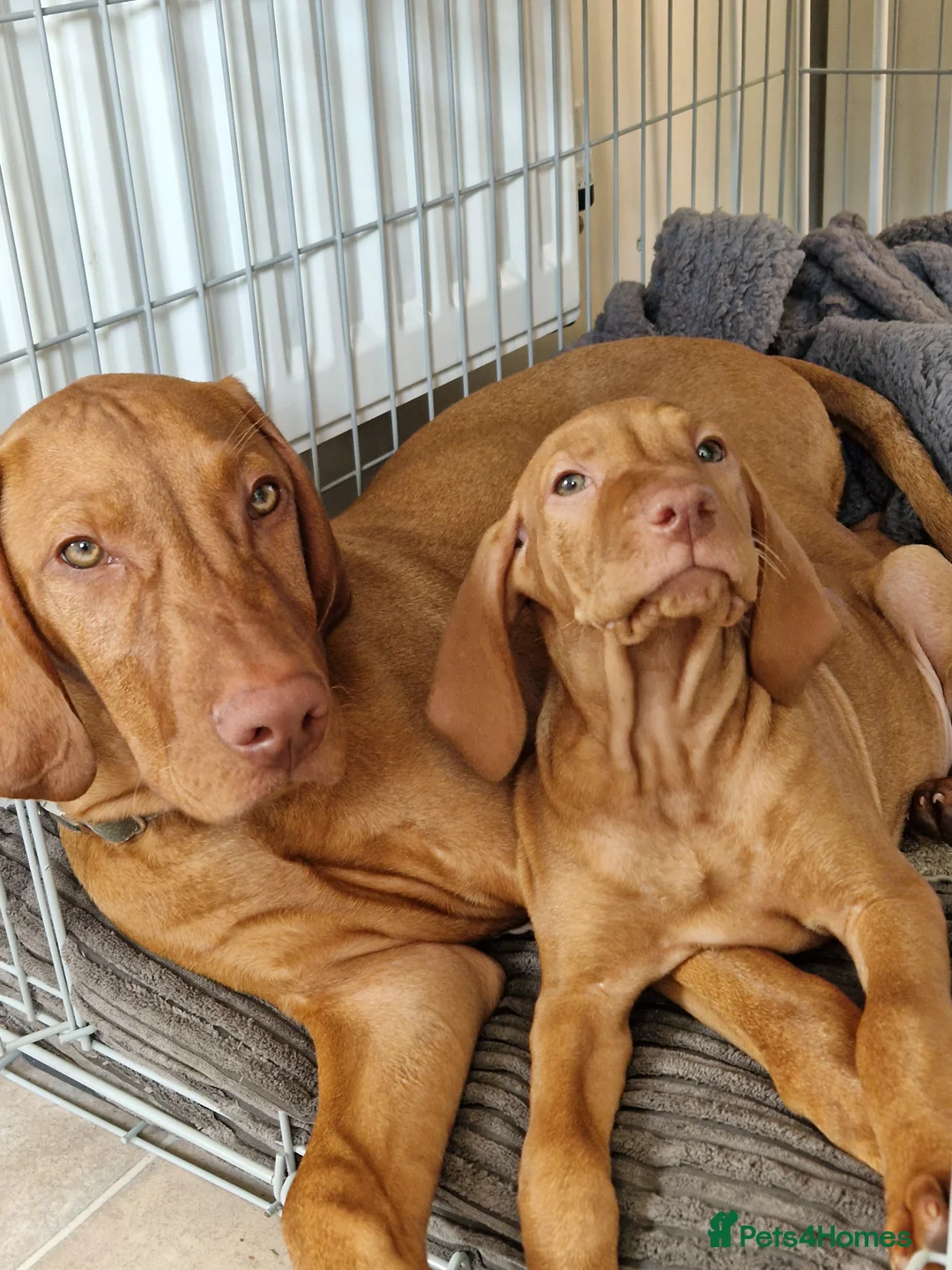 Hungarian Vizsla dogs for stud: Proven Hungarian Vizsla Stud Kronstaar Escobar - Advert 6