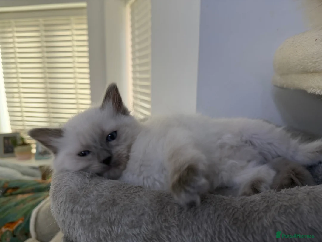 Ragdoll cats for sale: Adorable and friendly Ragdoll Kittens - Advert 17