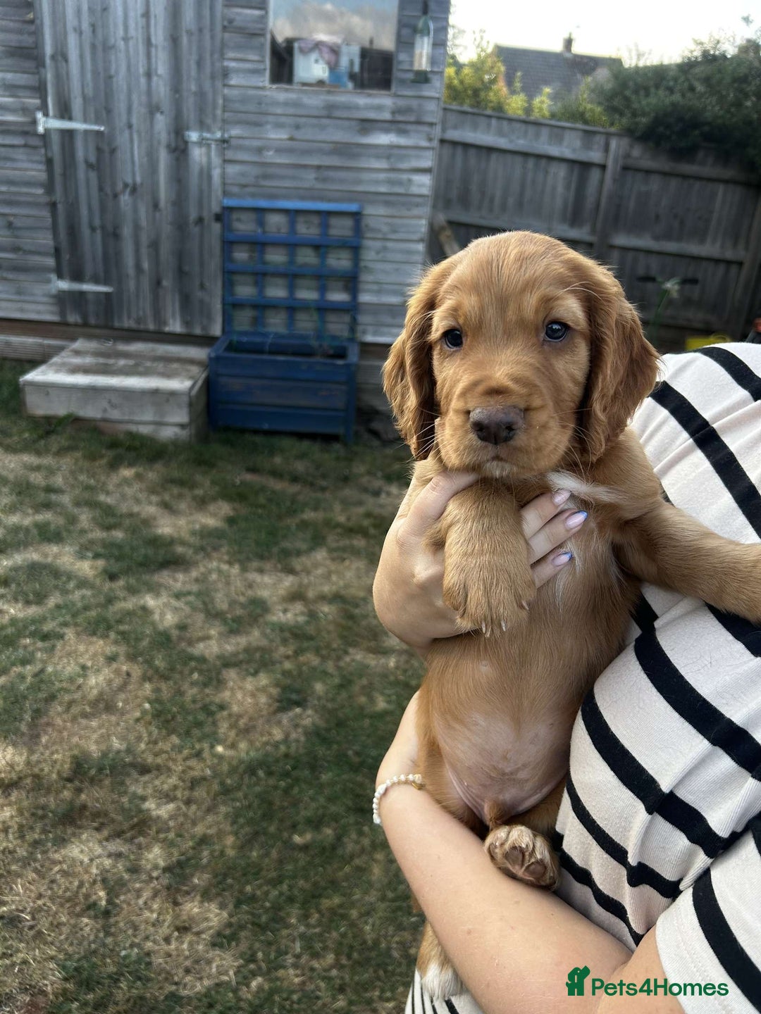 Cocker Spaniel dogs for sale: 2 male cocker spaniel pups for sale - Image 7