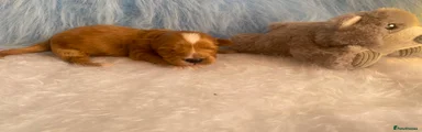 Maltipoo 1