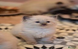 Ragdoll cats for sale: Chunky Ragdoll kittens  - Image 9