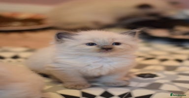 Ragdoll cats - Advert 7