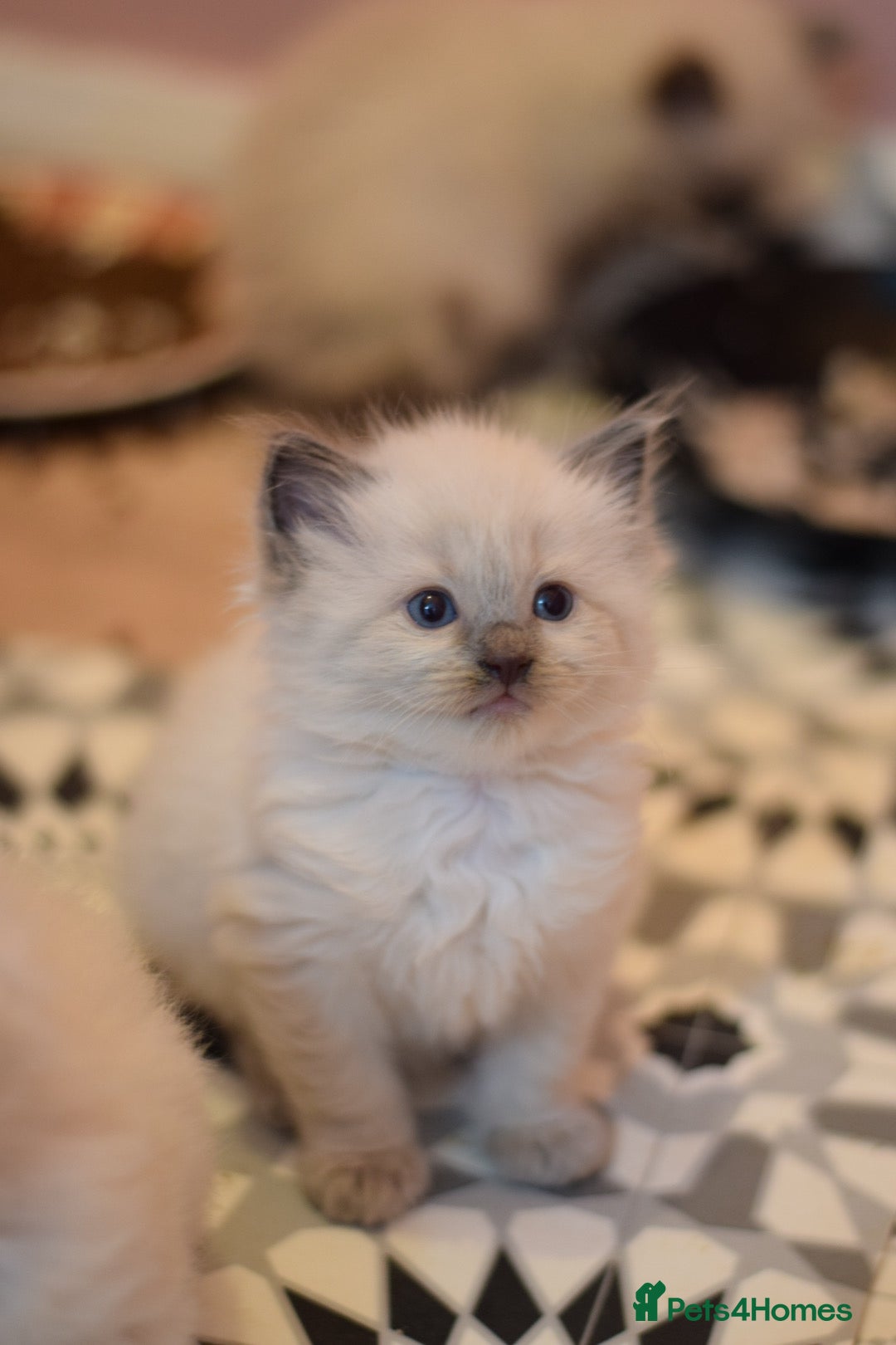 Ragdoll cats for sale: Chunky Ragdoll kittens  - Image 9