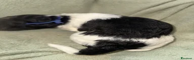 Standard Poodle Puppy 6