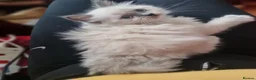 Ragdoll cats for sale: Ragdoll - Advert 7