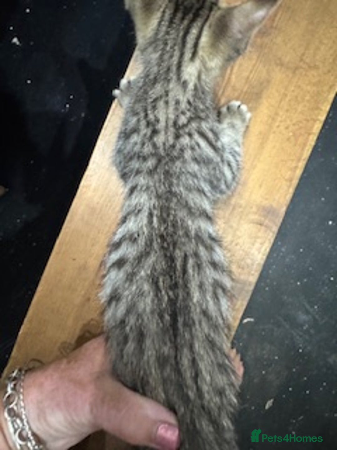 Savannah cats for sale: Glorious Savannah Babies - 1 Boy left - Image 17