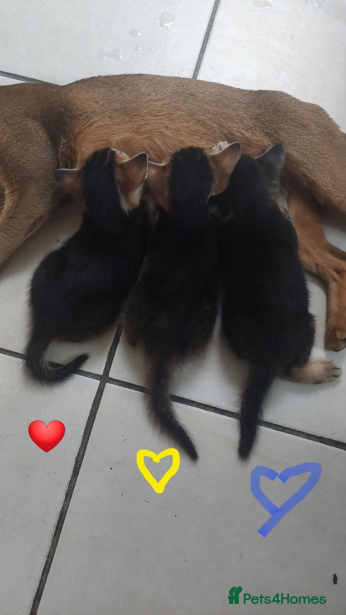 Mixed Breed cats Beautiful kittens 😸  - Advert 1