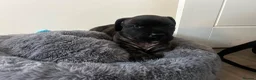 Presa Canario dogs for sale: Presa Canario  - Advert 7
