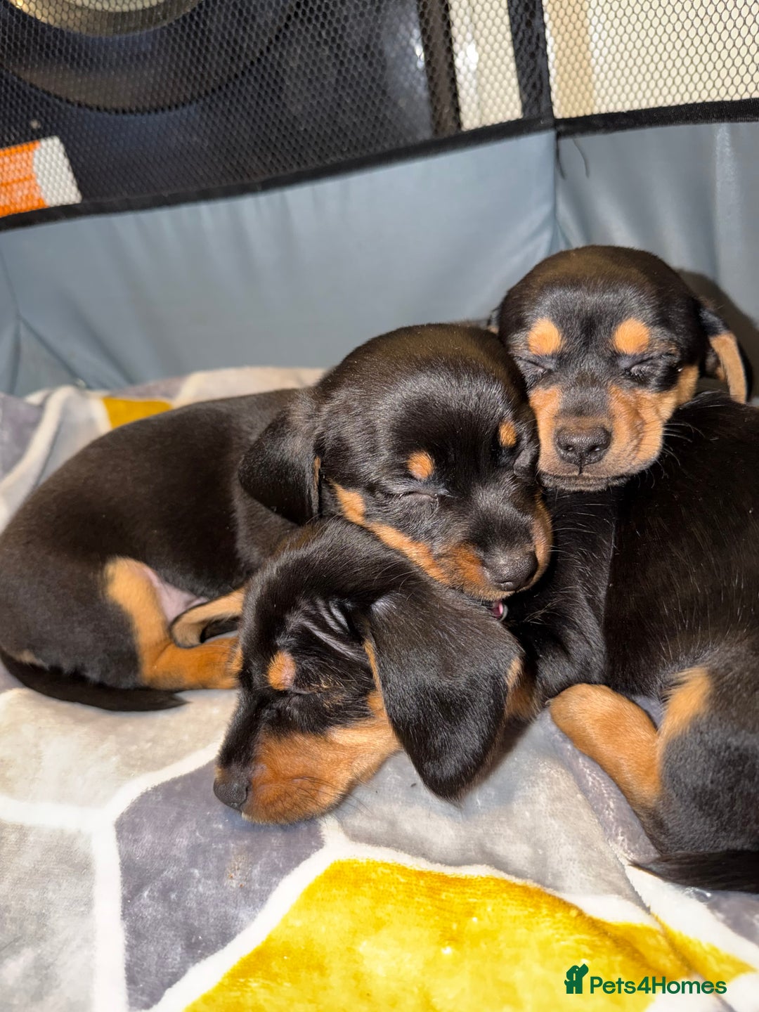 Mixed Breed dogs for sale: DACHSHUND X TERRIER  - Advert 1