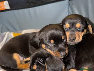 Mixed Breed dogs DACHSHUND X TERRIER - Advert 20