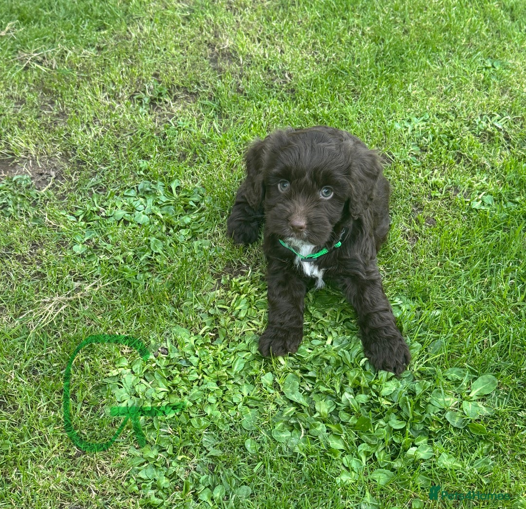 Cockapoo dogs for sale: Toy F1 Cockerpoo Puppies x2 girls x2 boys - Image 6