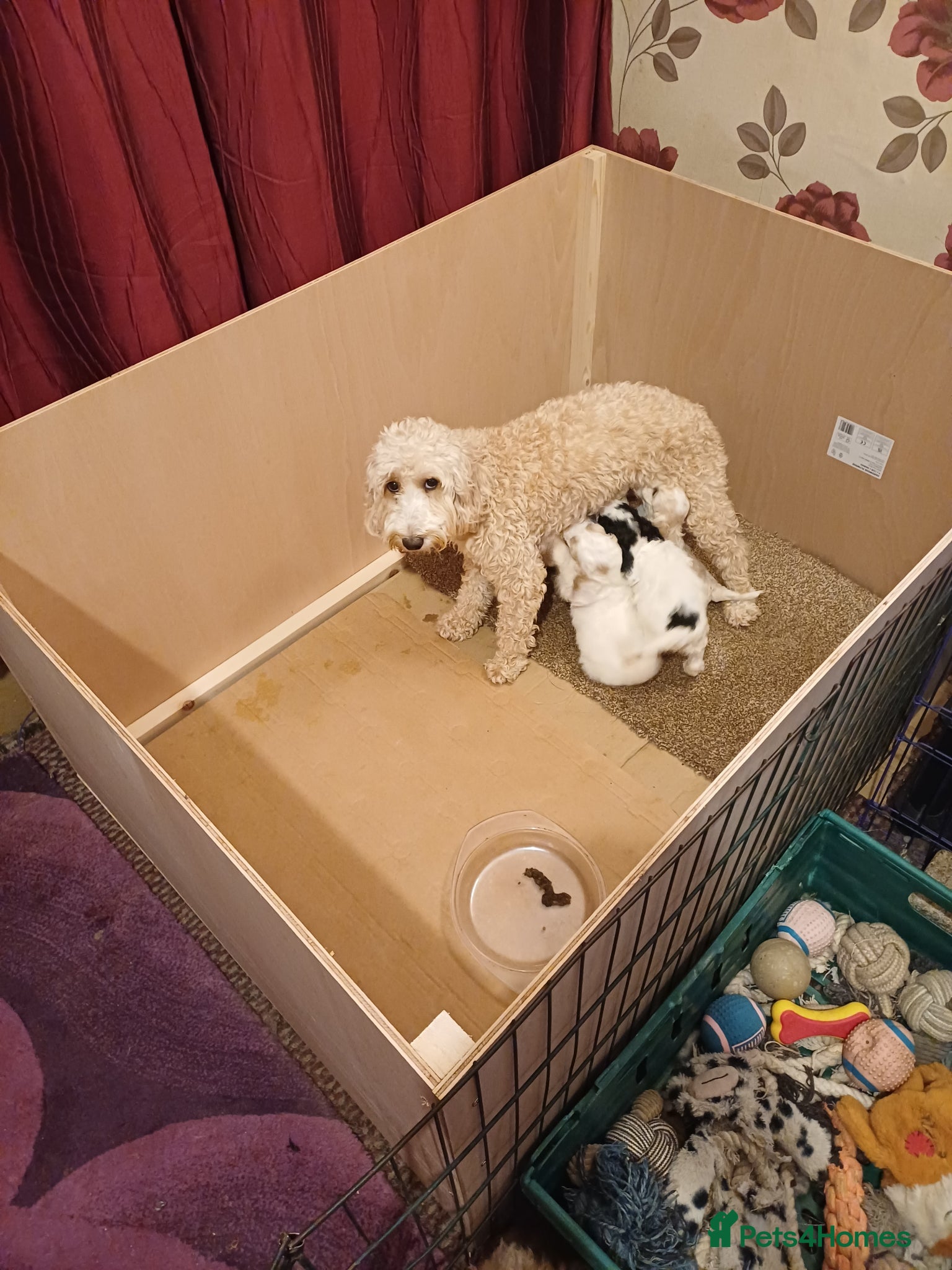 Cockapoo dogs F2 Cockapoo pups - Advert 11