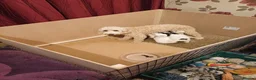 Cockapoo dogs for sale: F2 Cockapoo pups in Penrith - Advert 1