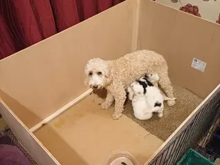 Cockapoo dogs F2 Cockapoo pups - Advert 1