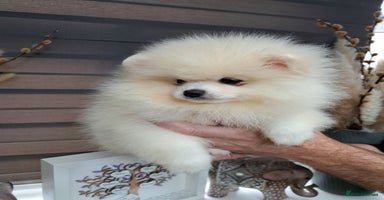 Pomeranian dogs - Advert 5