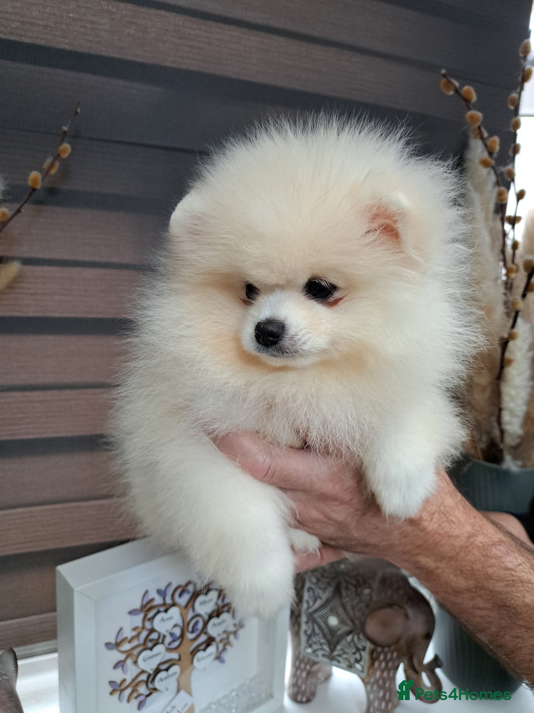 Pomeranian dogs for sale: Beautiful Pomeranian  - Image 3