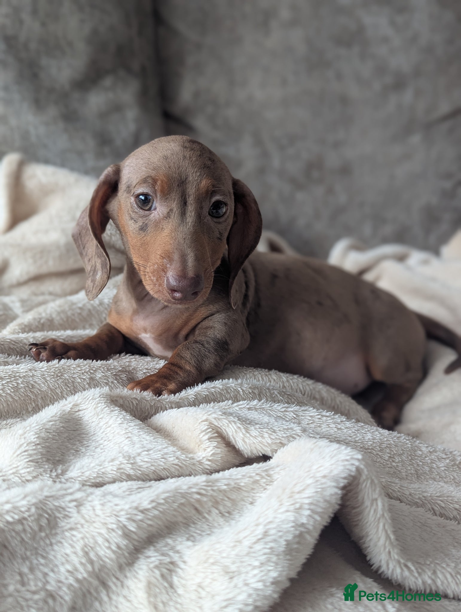 Miniature Dachshund dogs Miniature dachshund puppies  - Advert 4