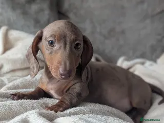 Miniature Dachshund dogs Miniature dachshund puppies - Advert 4