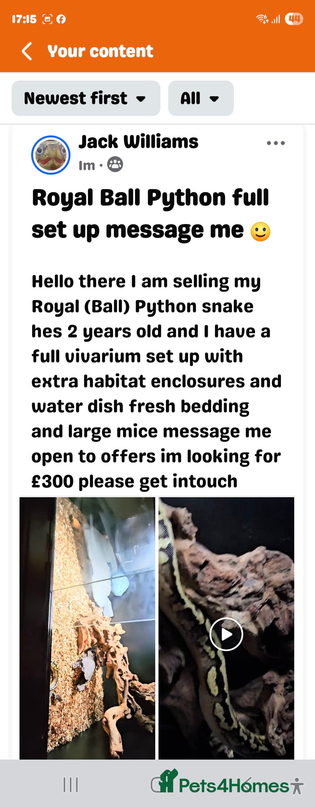 Python Snake reptiles for sale: Royal (Ball) Python  - Image 3