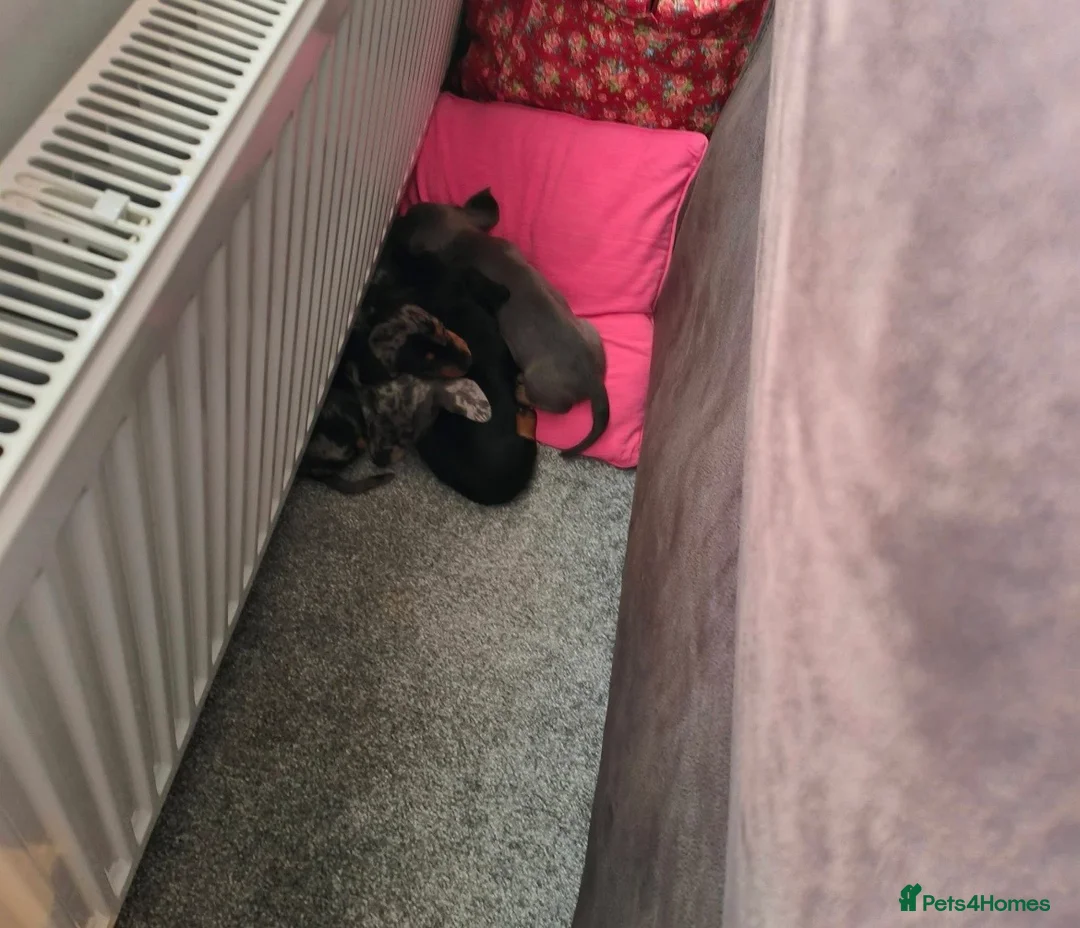 Dachshund dogs for sale: Dachshund puppies - Advert 21