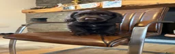 Cocker Spaniel dogs for sale: Health tested chocolate puppies - Advert 9