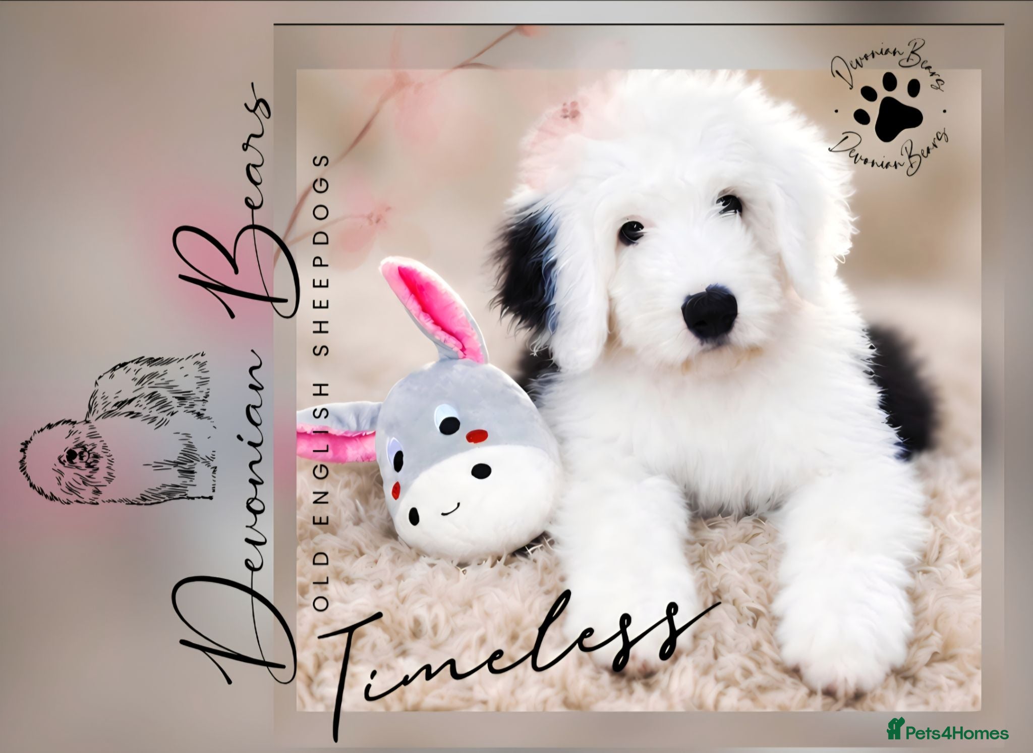 Old English Sheepdog dogs Fully health tested RKC Old English Sheepdog  - Advert 6