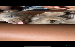 Miniature Dachshund dogs for sale: Beautiful Isabella dachshund puppies - Image 26