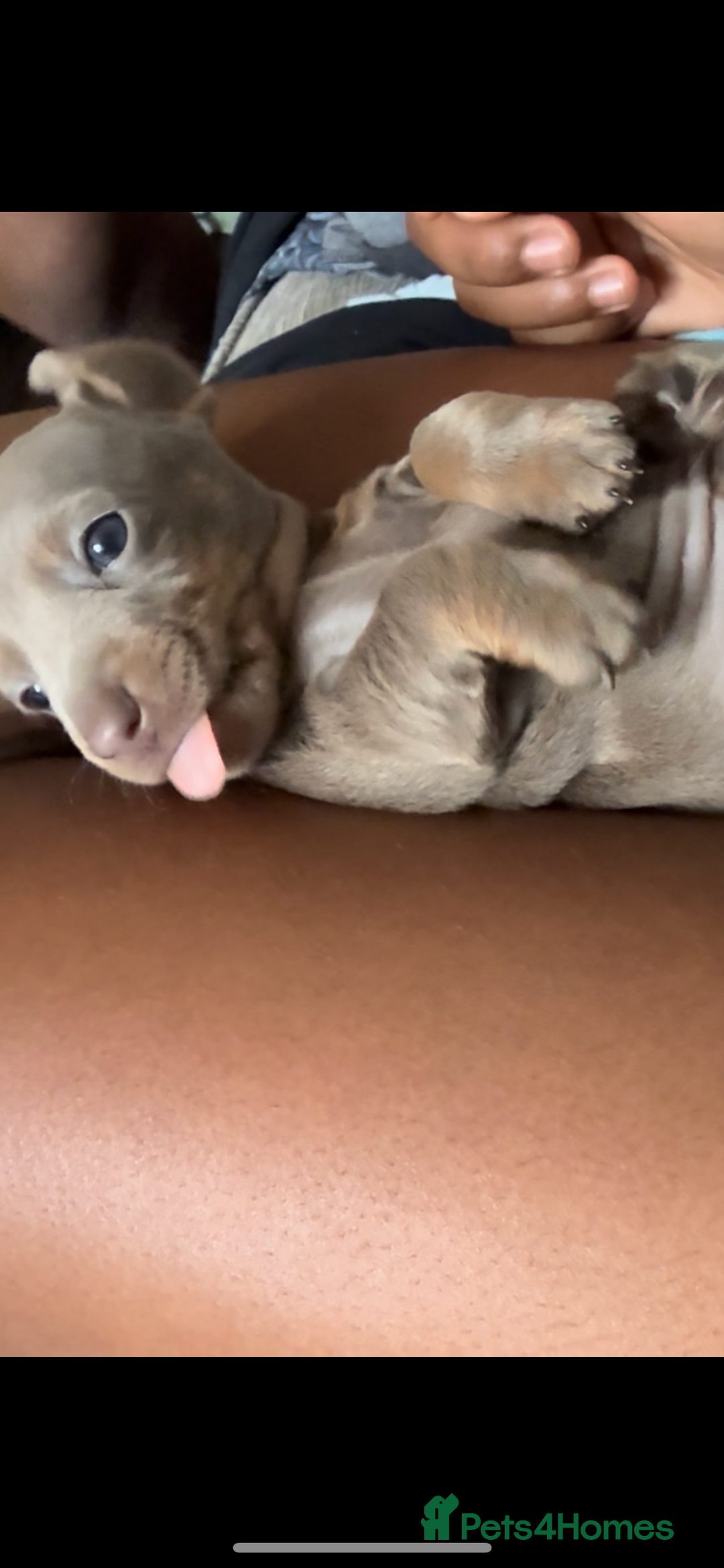 Miniature Dachshund dogs for sale: Beautiful Isabella dachshund puppies - Image 26