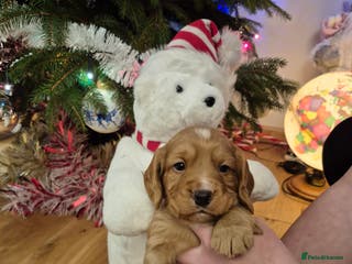 Cocker Spaniel dogs KC reg,Adorable,Golden Working CockerSpaniel Pupps - Advert 1