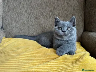 British Shorthair cats TICA registered BSH Kittens Blue & Blue Bicolour - Advert 12