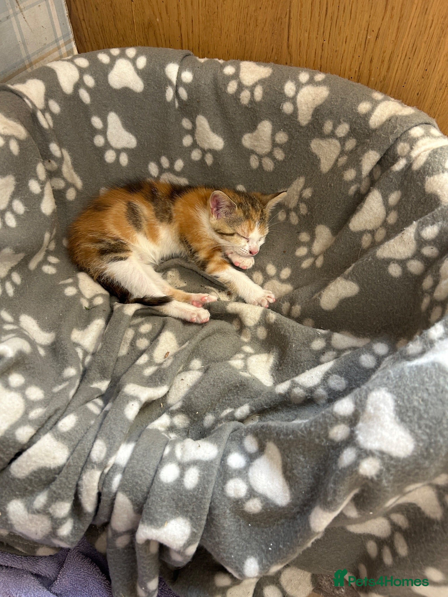 Mixed Breed cats Adorable little calico kitten - Advert 6