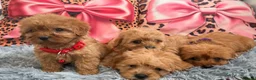 Cavapoo dogs for sale: Adorable poppies - Advert 7