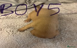 Jack Russell dogs for sale: 8 beautiful Jack Russell puppies 5 boys 3 girls - Image 11