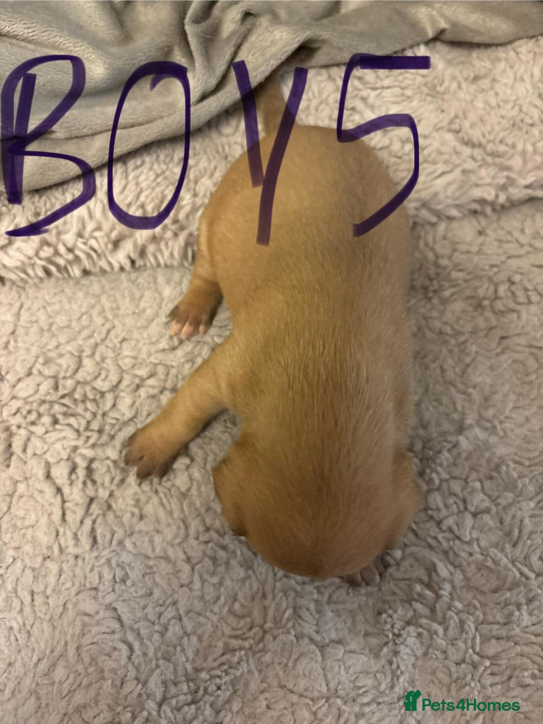 Jack Russell dogs for sale: 8 beautiful Jack Russell puppies 5 boys 3 girls - Image 11