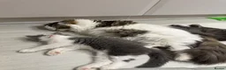 Norwegian Forest Cat cats for sale: Norwegian forest cat cross with Persian mixed  - Advert 6