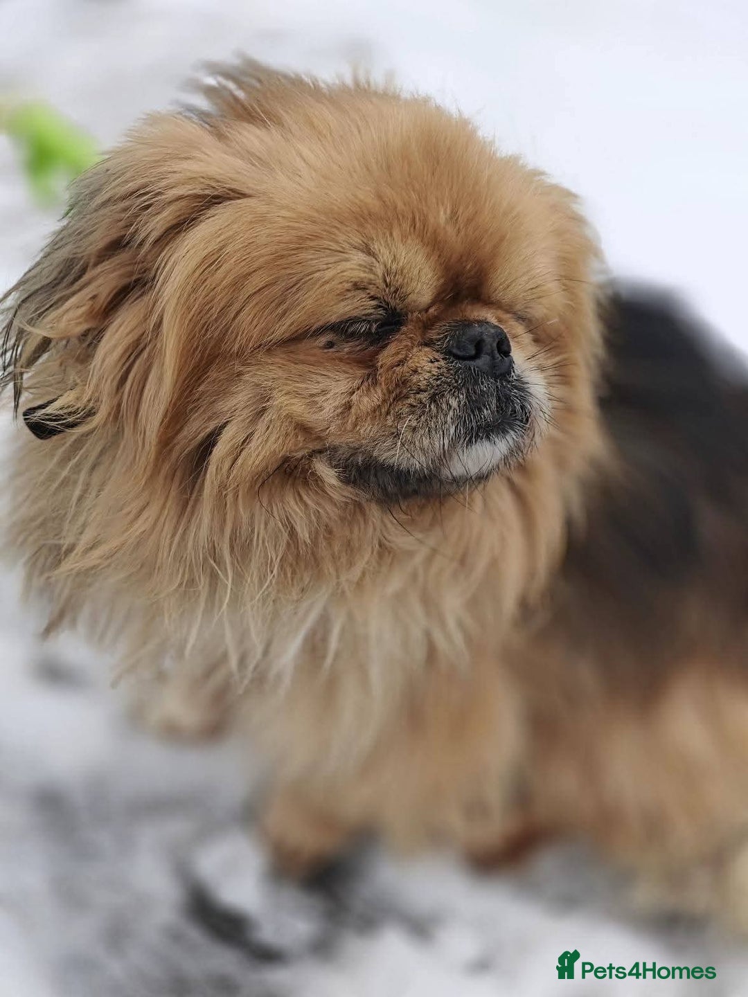 Mixed Breed dogs for adoption: 💙Barry: 9-10-year-old Tibetan Spaniel cross💙 - Advert 15