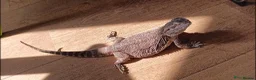 Bearded Dragon reptiles for sale: Bearded dragon w/vivarium and lights included - Advert 4