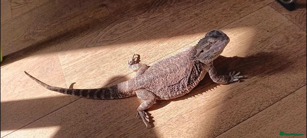 Bearded Dragon reptiles for sale: Bearded dragon w/vivarium and lights included - Advert 4
