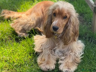 Cocker Spaniel dogs in Bradford-on-Avon - Advert 25