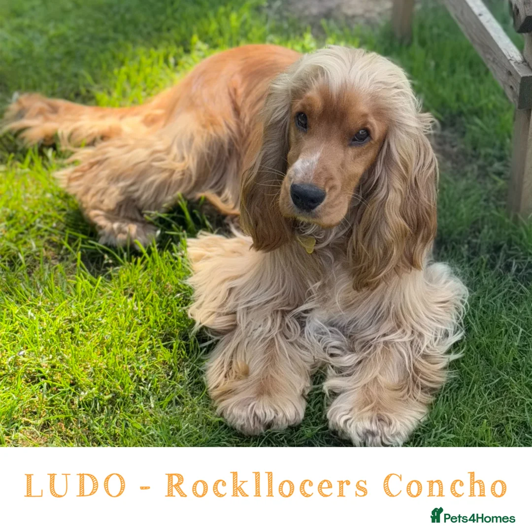 Cocker Spaniel dogs for stud: LUDO - GOLDEN Show Cocker Pedigree Stud TOP Tested in Bradford-on-Avon - Advert 2