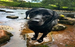 Labrador Retriever dogs for stud: Traditional Working Labrador with a Heart of Gold. - Image 3