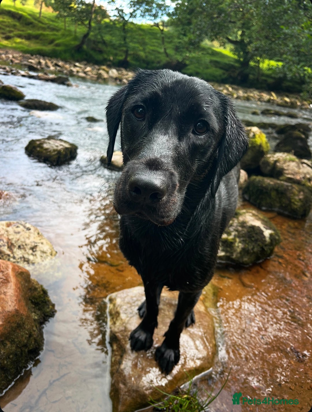 Labrador Retriever dogs for stud: Traditional Working Labrador with a Heart of Gold. - Image 3